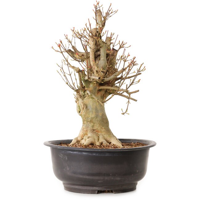 Acer buergerianum, 42 cm, ± 25 años, con un nebari de 22 cm