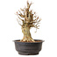 Acer buergerianum, 42 cm, ± 25 jaar oud, met een nebari van 22 cm