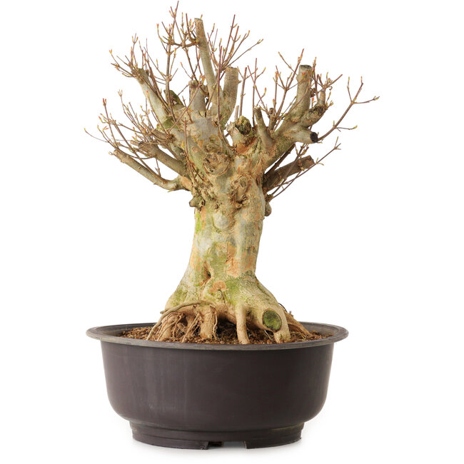 Acer buergerianum, 40 cm, ± 25 años, con un nebari de 22 cm