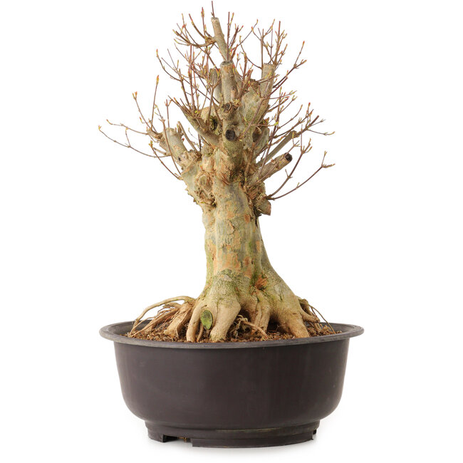 Acer buergerianum, 40 cm, ± 25 años, con un nebari de 22 cm