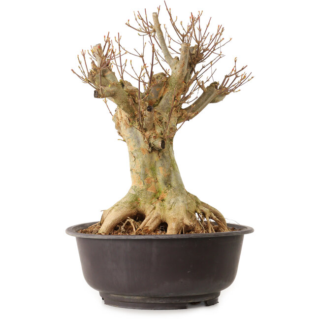Acer buergerianum, 40 cm, ± 25 anni, con nebari di 22 cm