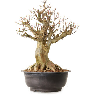 Acer buergerianum, 42 cm, ± 25 jaar oud