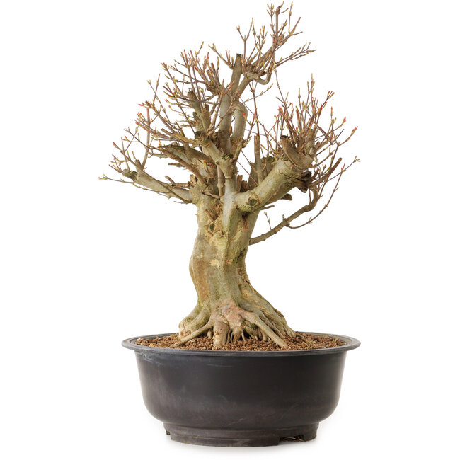 Acer buergerianum, 42 cm, ± 25 anni, con nebari di 24 cm