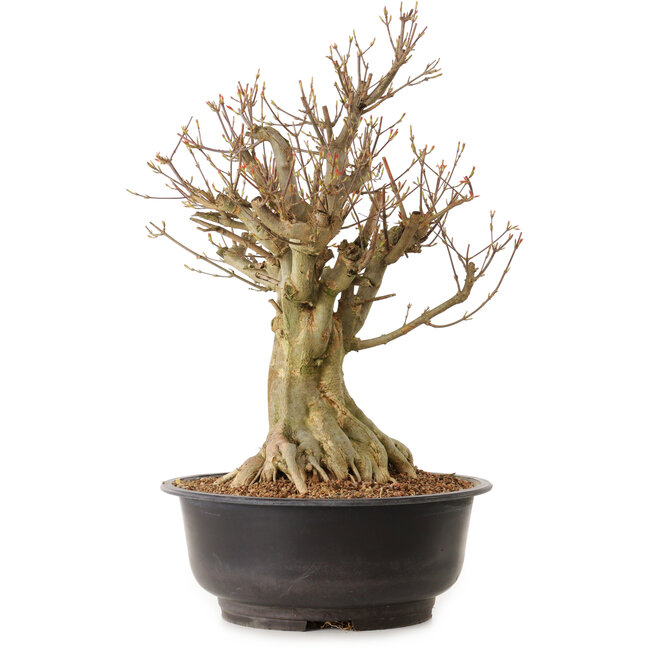 Acer buergerianum, 42 cm, ± 25 jaar oud, met een nebari van 24 cm