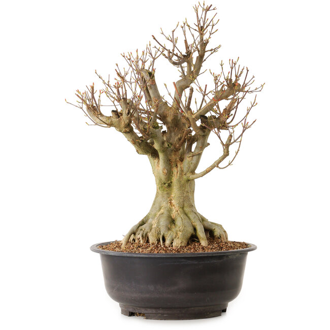 Acer buergerianum, 42 cm, ± 25 anni, con nebari di 24 cm