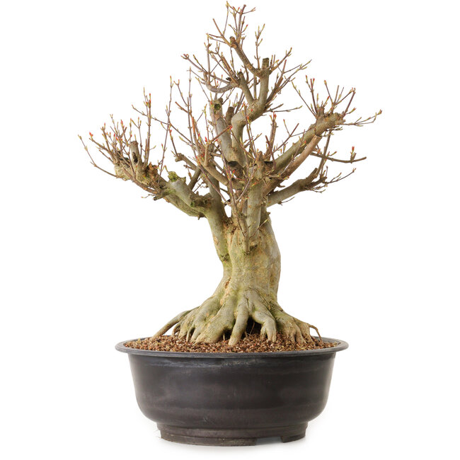 Acer buergerianum, 42 cm, ± 25 años, con un nebari de 24 cm
