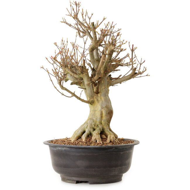Acer buergerianum, 42 cm, ± 25 anni, con nebari di 24 cm