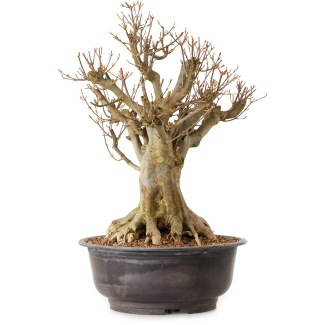 Acer buergerianum, 42 cm, ± 25 jaar oud, met een nebari van 24 cm