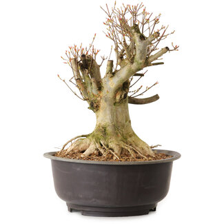 Acer buergerianum, 36 cm, ± 25 Jahre alt
