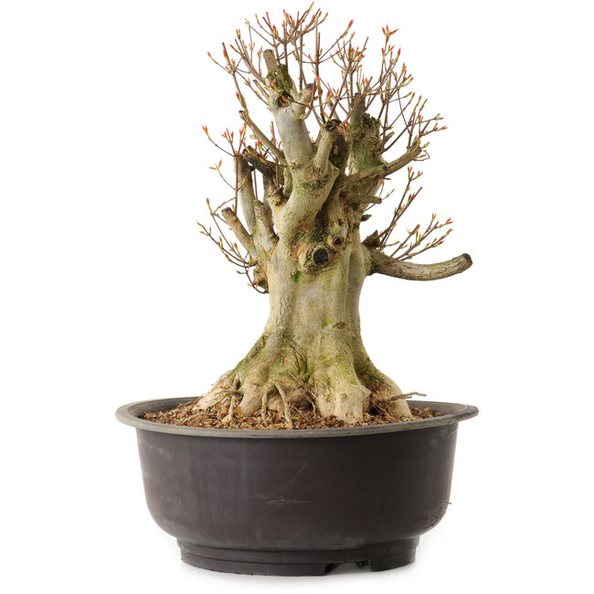 Acer buergerianum, 36 cm, ± 25 ans, avec un nebari de 25 cm