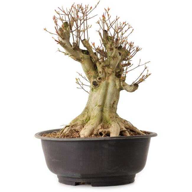 Acer buergerianum, 36 cm, ± 25 anni, con nebari di 25 cm