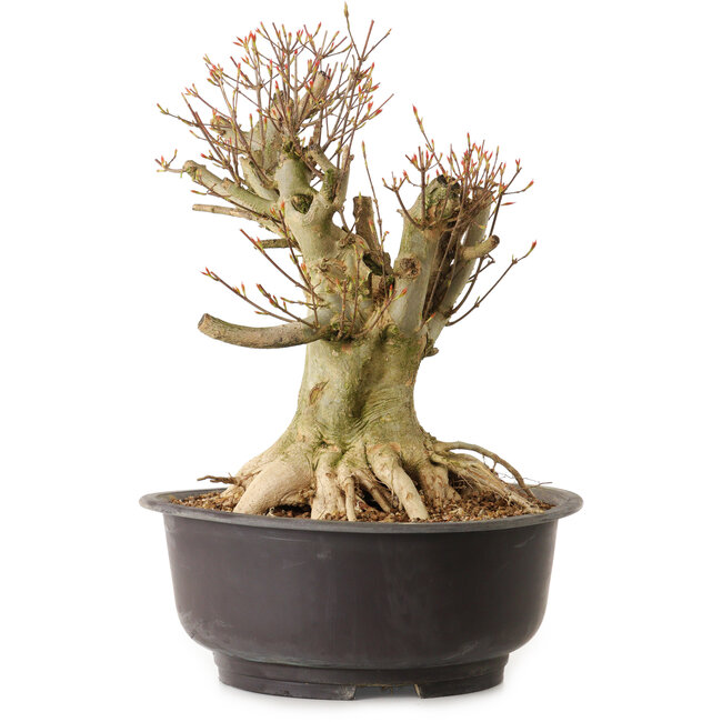 Acer buergerianum, 36 cm, ± 25 Jahre alt, mit einem Wurzelhals von 25 cm