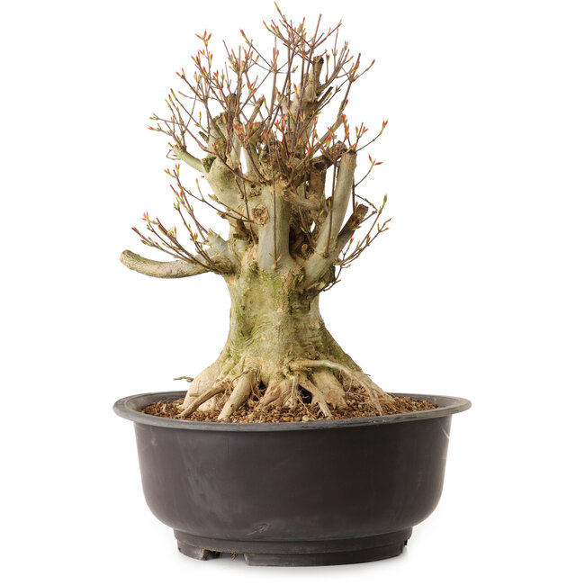 Acer buergerianum, 36 cm, ± 25 ans, avec un nebari de 25 cm