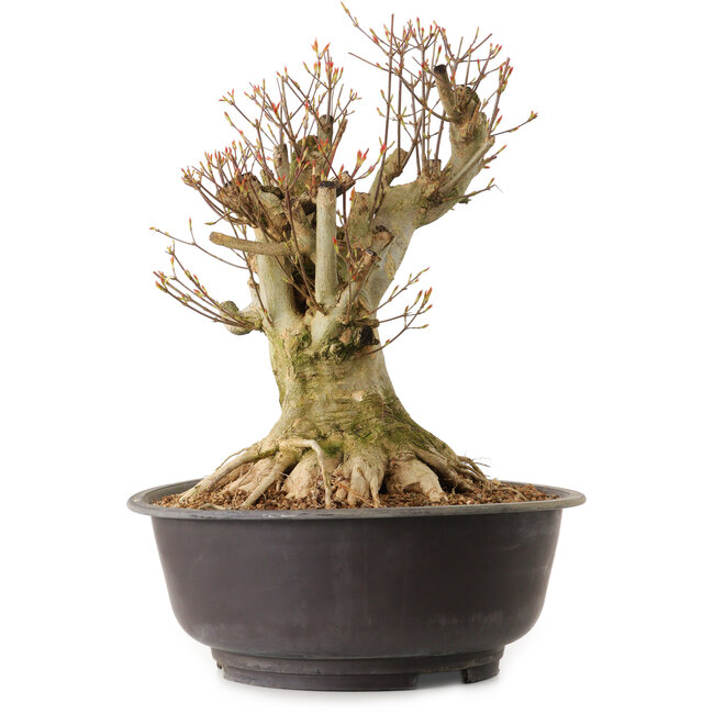 Acer buergerianum, 36 cm, ± 25 jaar oud, met een nebari van 25 cm