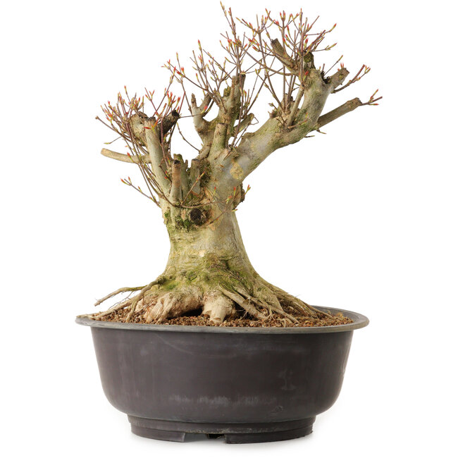 Acer buergerianum, 36 cm, ± 25 anni, con nebari di 25 cm