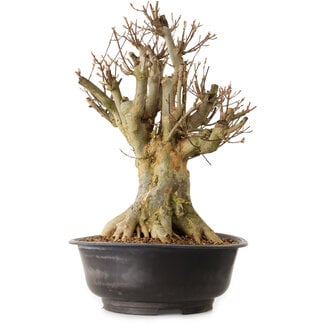 Acer buergerianum, 43 cm, ± 25 ans