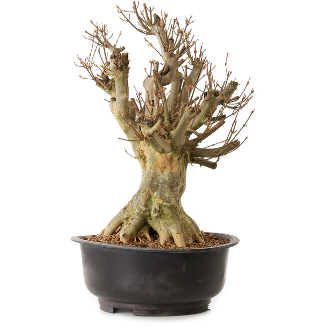 Acer buergerianum, 43 cm, ± 25 ans, avec un nebari de 27 cm