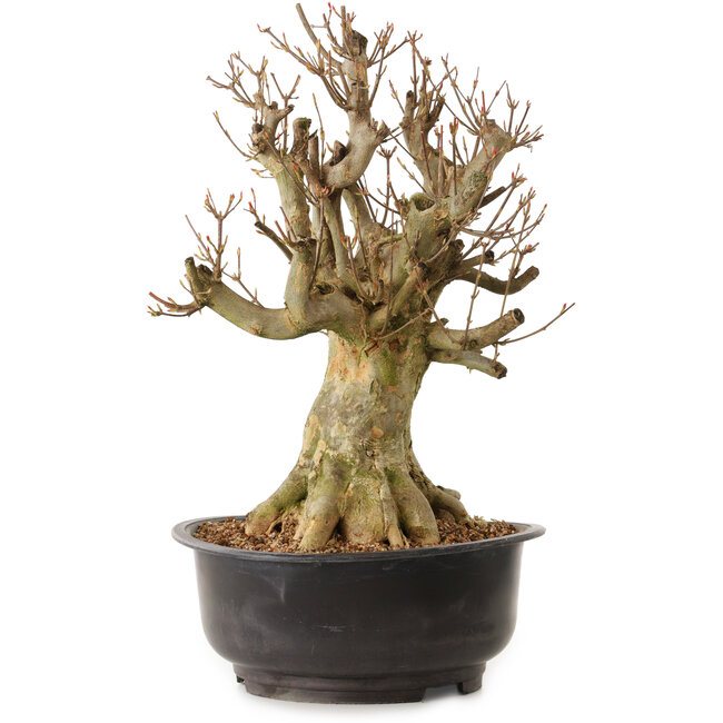 Acer buergerianum, 43 cm, ± 25 anni, con nebari di 27 cm