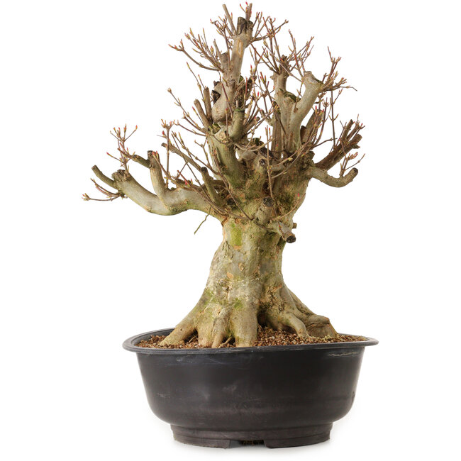 Acer buergerianum, 43 cm, ± 25 anni, con nebari di 27 cm