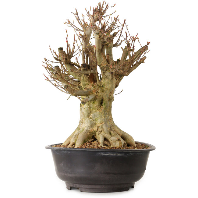 Acer buergerianum, 43 cm, ± 25 ans, avec un nebari de 27 cm