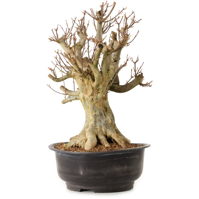 Acer buergerianum, 43 cm, ± 25 jaar oud, met een nebari van 27 cm