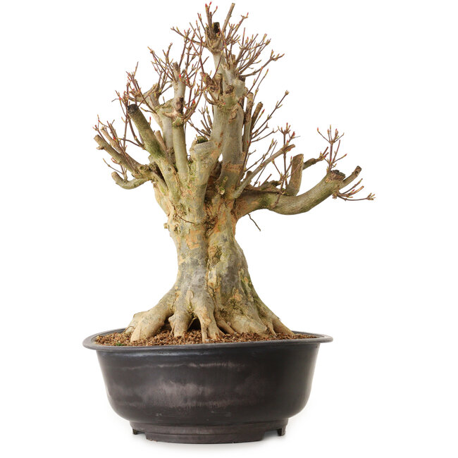 Acer buergerianum, 43 cm, ± 25 anni, con nebari di 27 cm