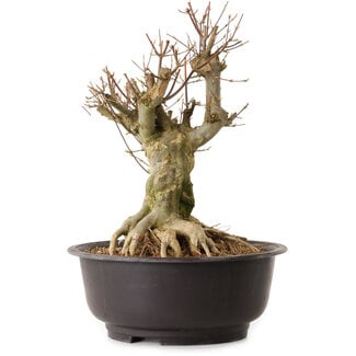 Acer buergerianum, 36 cm, ± 25 ans