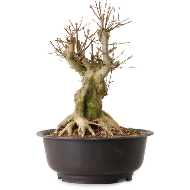Acer buergerianum, 36 cm, ± 25 anni, con nebari di 21 cm
