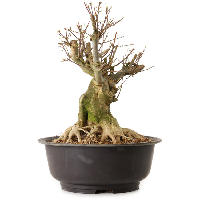 Acer buergerianum, 36 cm, ca. 25 Jahre alt, mit einem Wurzelhals von 21 cm