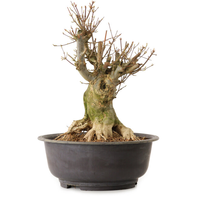 Acer buergerianum, 36 cm, ± 25 anni, con nebari di 21 cm