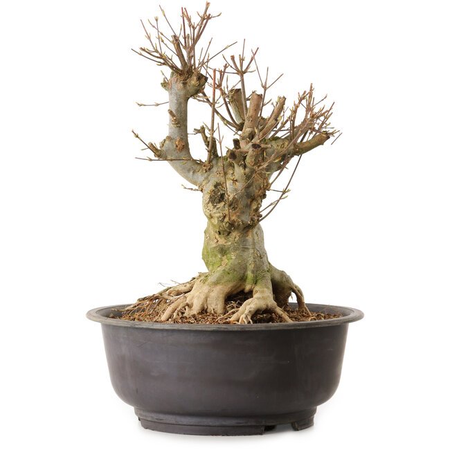 Acer buergerianum, 36 cm, ± 25 años, con un nebari de 21 cm