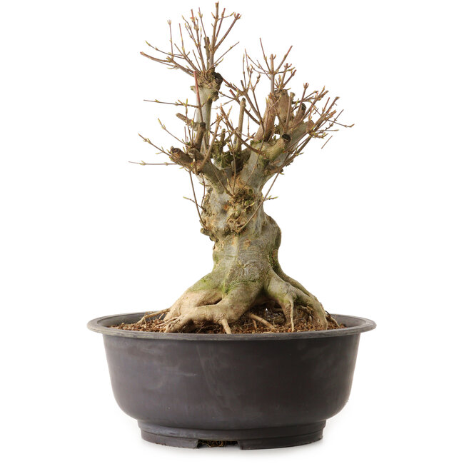 Acer buergerianum, 36 cm, ± 25 ans, avec un nebari de 21 cm