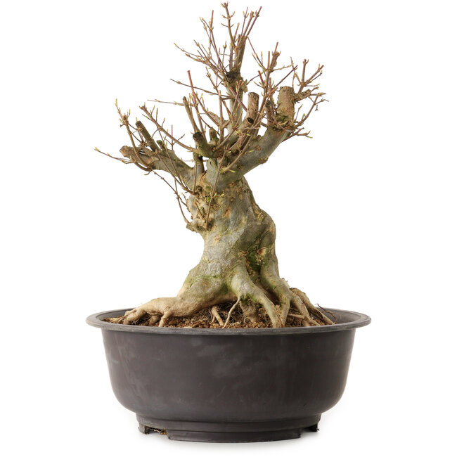 Acer buergerianum, 36 cm, ± 25 years old, with a nebari of 21 cm