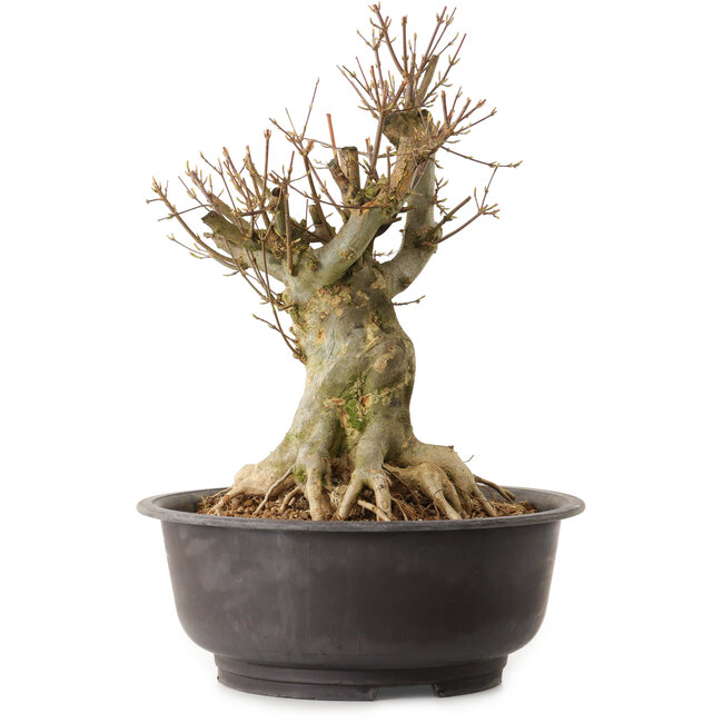 Acer buergerianum, 36 cm, ca. 25 Jahre alt, mit einem Wurzelhals von 21 cm