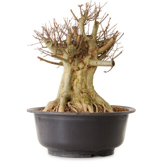 Acer buergerianum, 40 cm, ± 25 years old