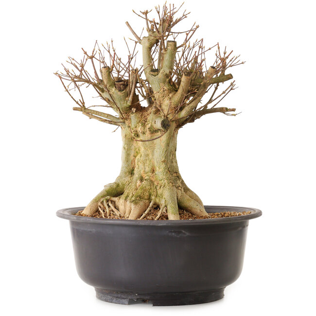 Acer buergerianum, 40 cm, ca. 25 Jahre alt, mit einem Wurzelhals von 28 cm