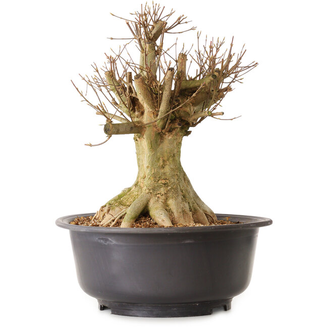 Acer buergerianum, 40 cm, ± 25 ans, avec un nebari de 28 cm