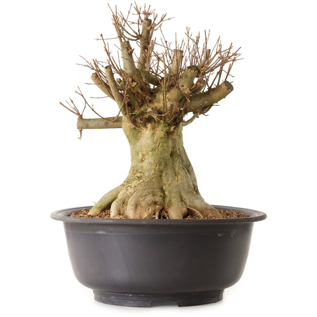 Acer buergerianum, 40 cm, ± 25 years old, with a nebari of 28 cm