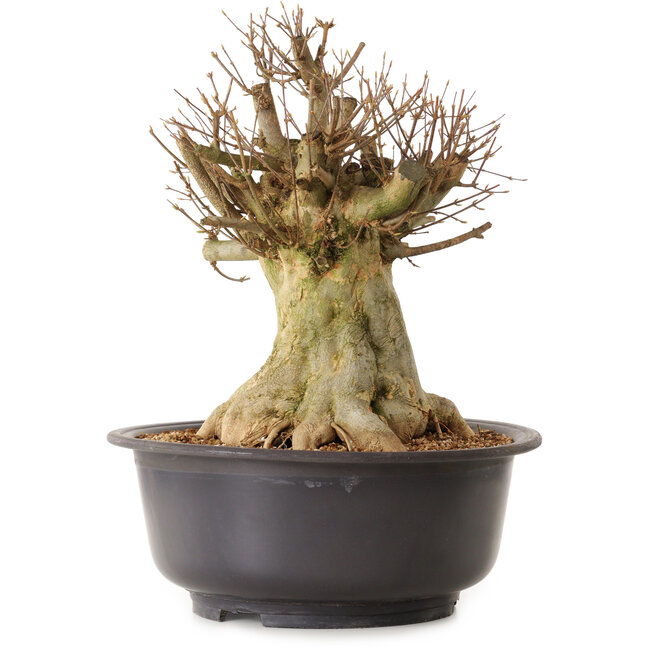 Acer buergerianum, 40 cm, ca. 25 Jahre alt, mit einem Wurzelhals von 28 cm