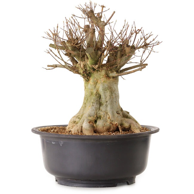 Acer buergerianum, 40 cm, ± 25 anni, con nebari di 28 cm