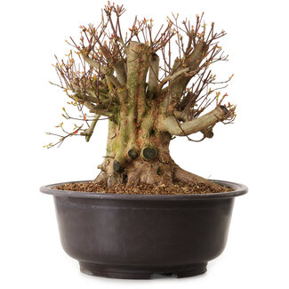 Acer buergerianum, 35 cm, ± 25 jaar oud