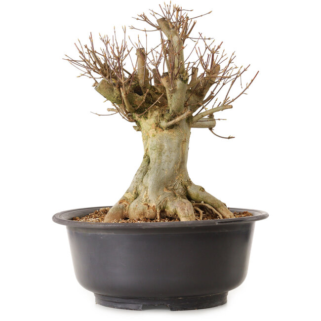 Acer buergerianum, 40 cm, ca. 25 Jahre alt, mit einem Wurzelhals von 28 cm