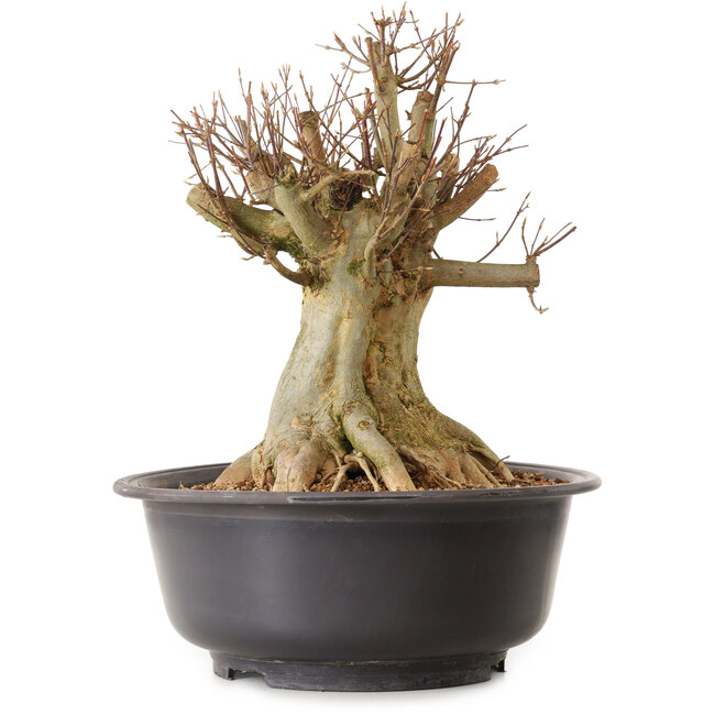 Acer buergerianum, 40 cm, ± 25 jaar oud, met een nebari van 28 cm