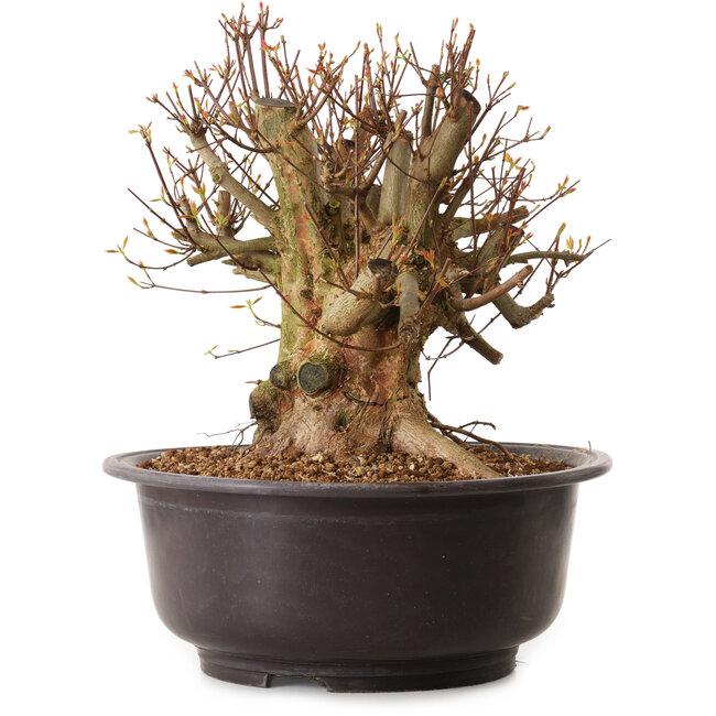 Acer buergerianum, 35 cm, ca. 25 Jahre alt, mit einem Wurzelhals von 36 cm