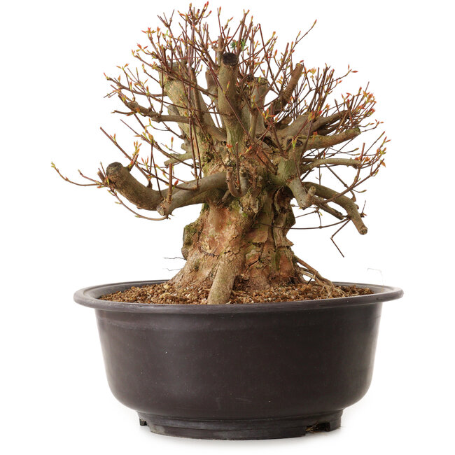 Acer buergerianum, 35 cm, ± 25 jaar oud, met een nebari van 36 cm