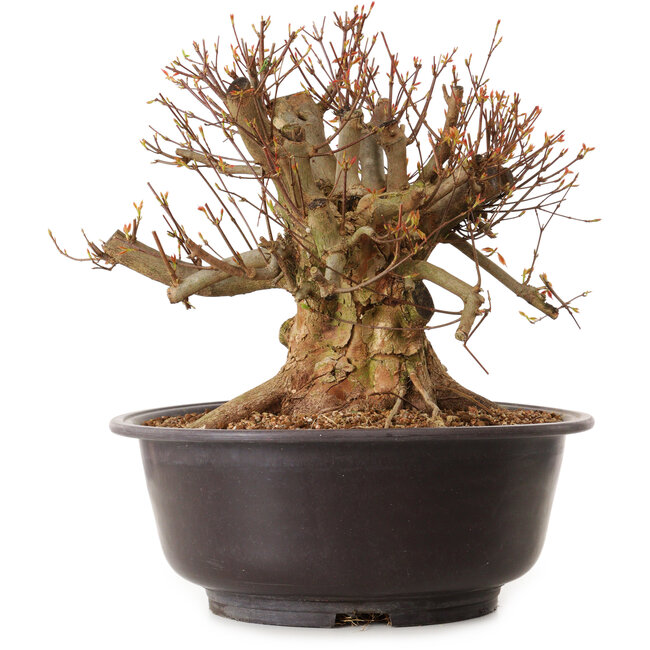 Acer buergerianum, 35 cm, ca. 25 Jahre alt, mit einem Wurzelhals von 36 cm