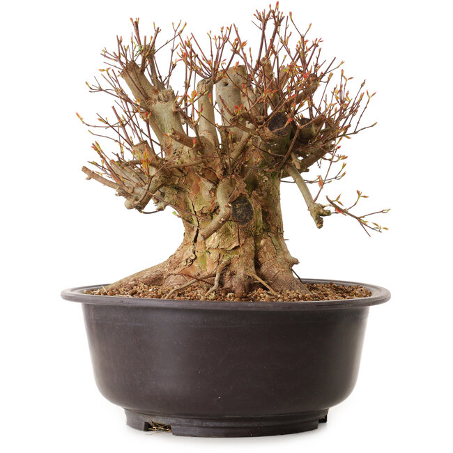 Acer buergerianum, 35 cm, ± 25 ans, avec un nebari de 36 cm