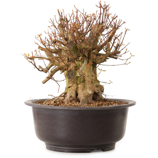 Acer buergerianum, 35 cm, ± 25 años, con un nebari de 36 cm