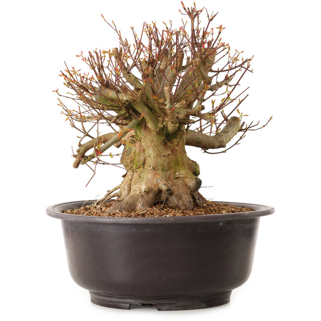 Acer buergerianum, 35 cm, ± 25 años, con un nebari de 36 cm