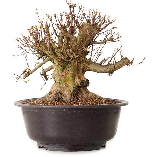 Acer buergerianum, 35 cm, ca. 25 Jahre alt, mit einem Wurzelhals von 36 cm